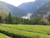 下平山茶園