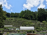 瀬尻の段々茶園