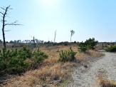 中田島砂丘の原風景