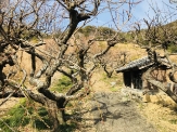 Chorakuji Temple Plum Trees