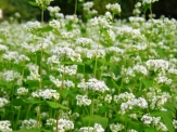 Sakuma Urakawa Buckwheat Field