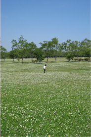 芝生広場（春～夏にはシロツメクサ群生）