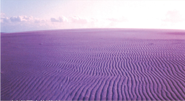 ロケ地は浜松。中田島砂丘の風紋写真02