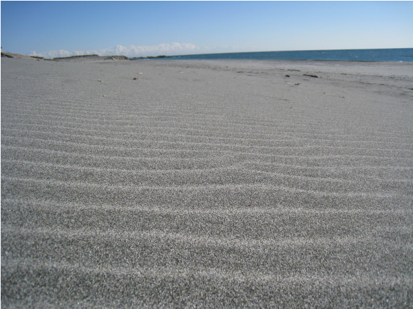 ロケ地は浜松。中田島砂丘の風紋写真03