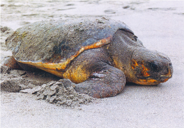 ロケ地は浜松。中田島砂丘のアカウミガメの写真