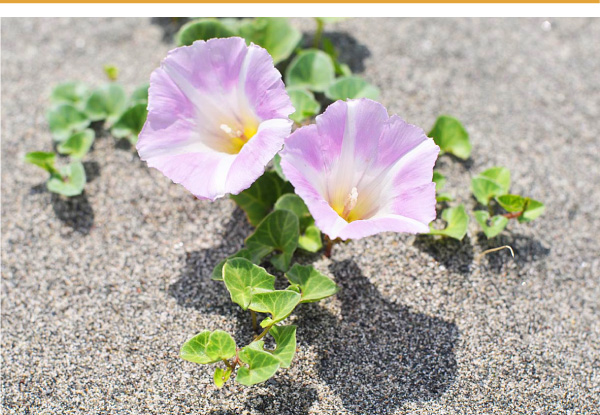ロケ地は浜松。中田島砂丘の植物花、ハマヒルガオの写真