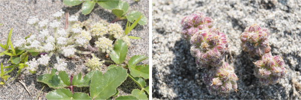 ロケ地は浜松。中田島砂丘の植物花、ハマボウフウの写真