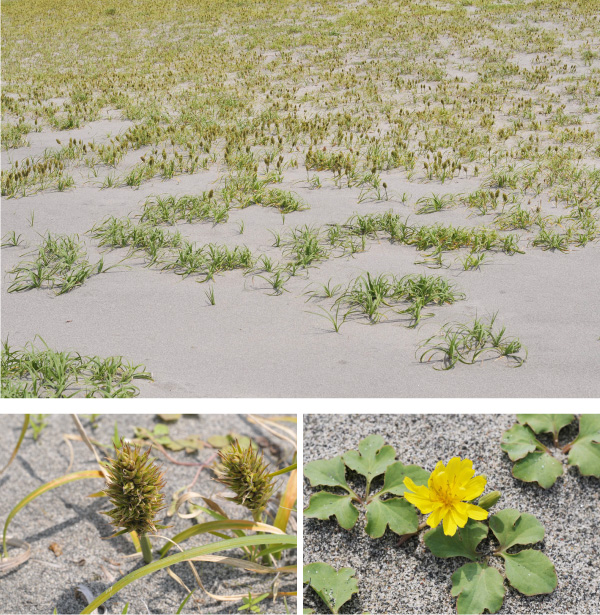ロケ地は浜松。中田島砂丘の植物花、コウボウムギとハマニガナの写真